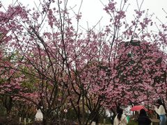 -南山植物园