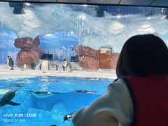 -海合安成都极地海洋公园