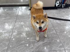 -瑞鹏宠物医院·骨外科·心肾科·肿瘤科(九亭店)