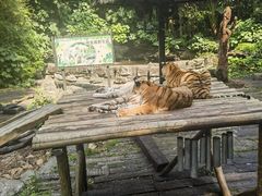 -广州长隆野生动物世界