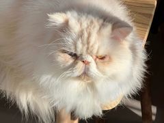 -豆逗聊愈猫阁Easy Life
