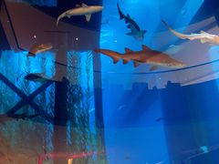 -迪拜水族馆及水下动物园