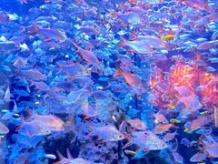 -成都浩海立方海洋公园