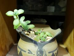 -小洲村