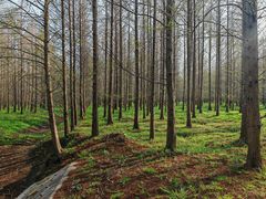 -黄海国家森林公园