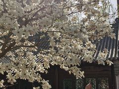 -护国法轮寺