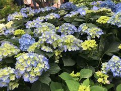 -深圳仙湖植物园
