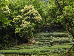 -十里琅珰