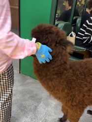 -神奇动物撸宠馆·羊驼·小浣熊·异宠(豫园店)