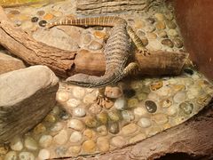 -上海大自然野生昆虫馆(东方明珠·爬宠昆虫探索中心)
