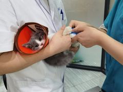 -瑞派名望志远动物医院·猫科·內科·异宠专科(直港大道店)