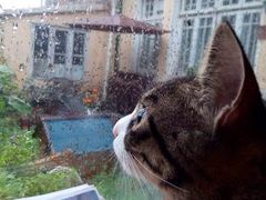 带珍珠项链的呵呵-海边的猫和咖啡馆