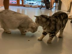 -猫友咖啡店(玉林西路店)
