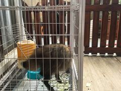 -楼上猫咖(罗湖店)