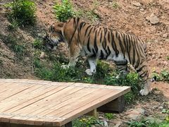 -石家庄市动物园