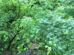 -有栖山 清光院 清水寺