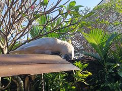 -Warung Babi Guling Ibu Oka 3