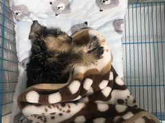 -翊宠yipet猫狗购宠庄园犬舍•猫舍