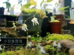 -国家植物园南园