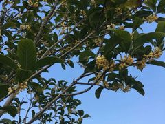 -七的湖·晚芳亭·阳澄湖农家菜·大闸蟹(莲花岛店)