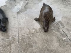 -海合安成都极地海洋公园