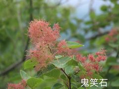 -北京西山国家森林公园