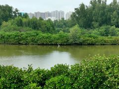 -大亚湾红树林城市湿地公园