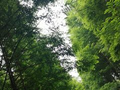 -桤木河湿地公园