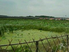 -北纬44度·金珠花海休闲农业旅游景区