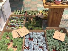 -溪岸路花鸟市场