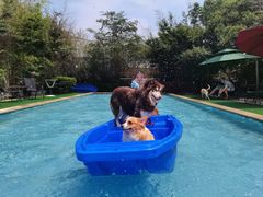 -汪说喵讲宠物乐园宠物酒店(红星美凯龙店)