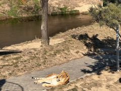 -西霞口神雕山野生动物世界