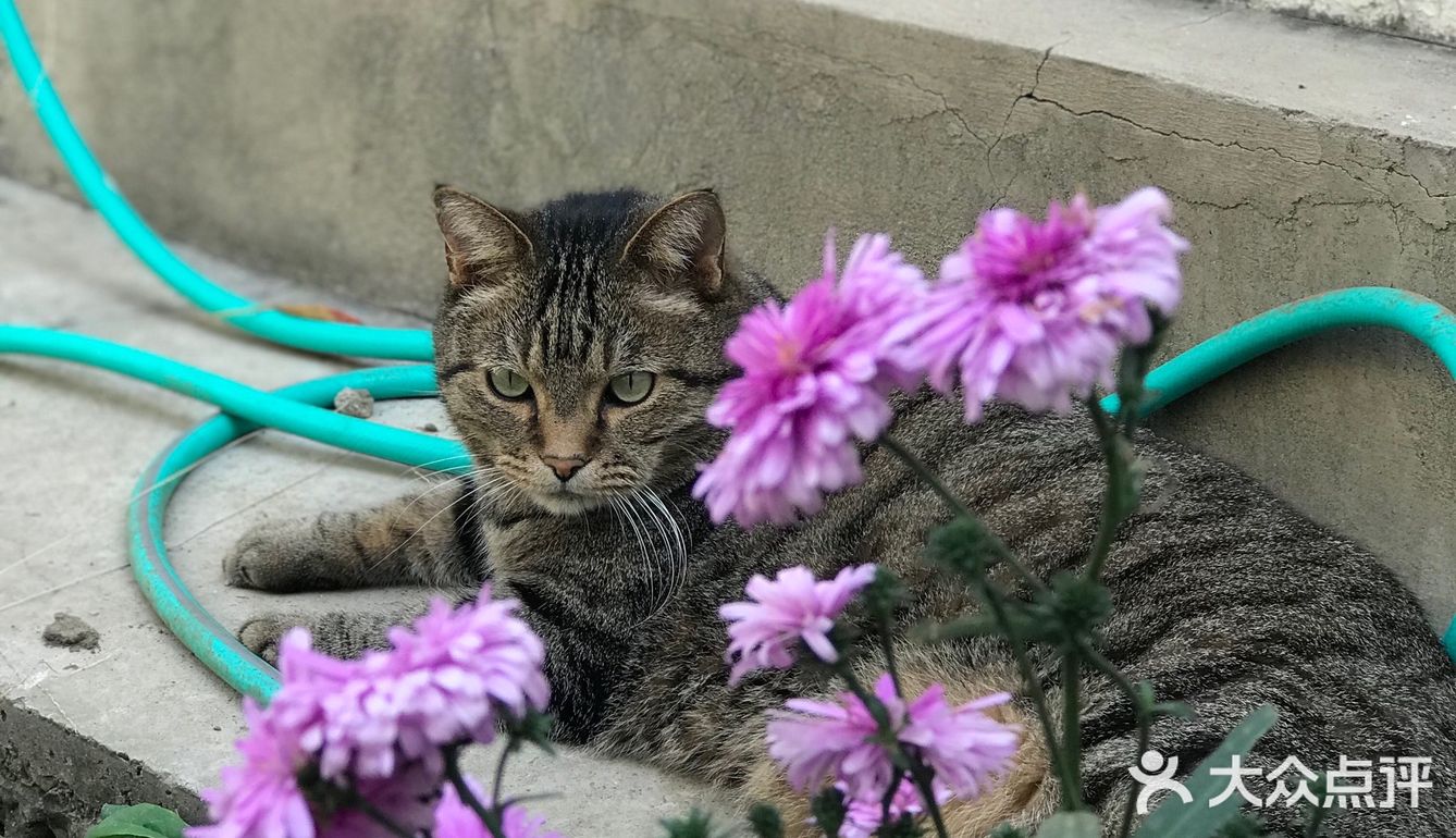 快去下苑画家村偶遇可爱小猫咪，再吃吃家常菜吧