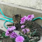 快去下苑画家村偶遇可爱小猫咪，再吃吃家常菜吧