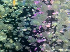 -太平洋海底世界