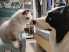 -猫十亿·布偶金渐层·曼基康矮脚猫舍(青年路店)