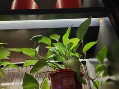 -老板恋上鱼(印象城店)