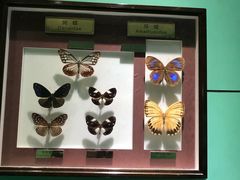 -上海昆虫博物馆