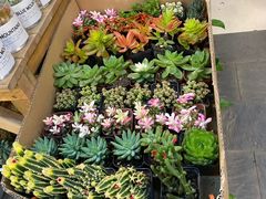-双季花艺园艺市场(浦东店)