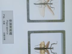 -上海昆虫博物馆