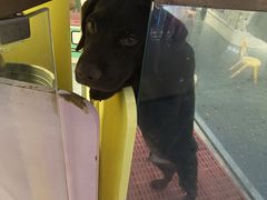 -龟与熊猫宠物公园(南坪店)
