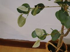 -Ten Olives甜点
