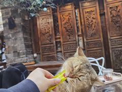 -喵屿·大理花园猫咖