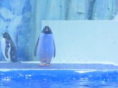 -石家庄极地海洋世界