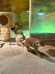 -酷嗒动物文化乐园(cutezoo西溪乐天城店)