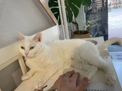 -琪喵猫屋·撸猫猫咖·猫舍