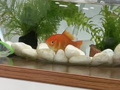 -马姐爆肚儿门丁肉饼