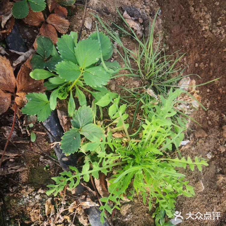 蘸酱吃 包个大包子 哈哈都好吃