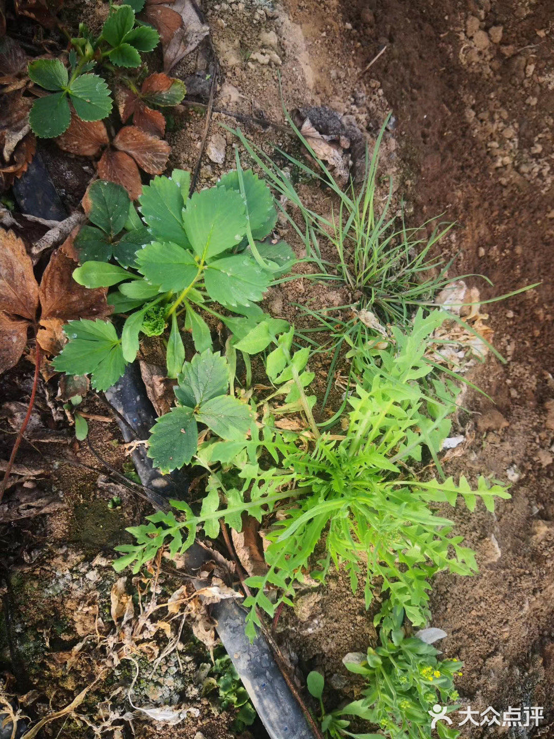 蘸酱吃 包个大包子 哈哈都好吃