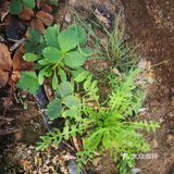 蘸酱吃 包个大包子 哈哈都好吃